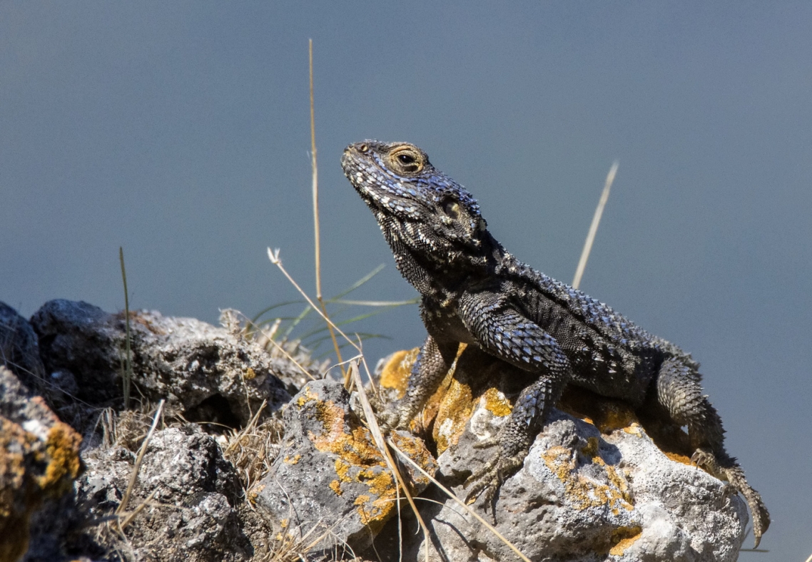 Stellagama (also known as starred agama or roughtail rock agama) Stellagama (starred agama or roughtail rock agama)
