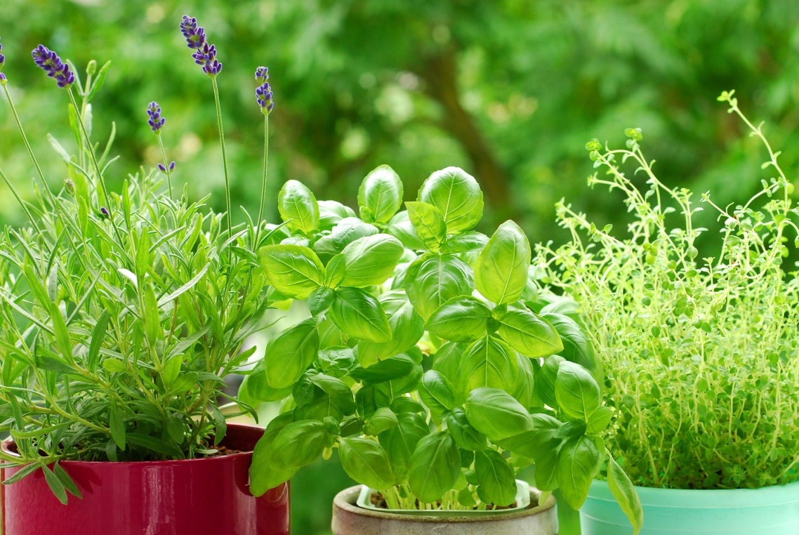 Basil and Lavender Basil and Lavender