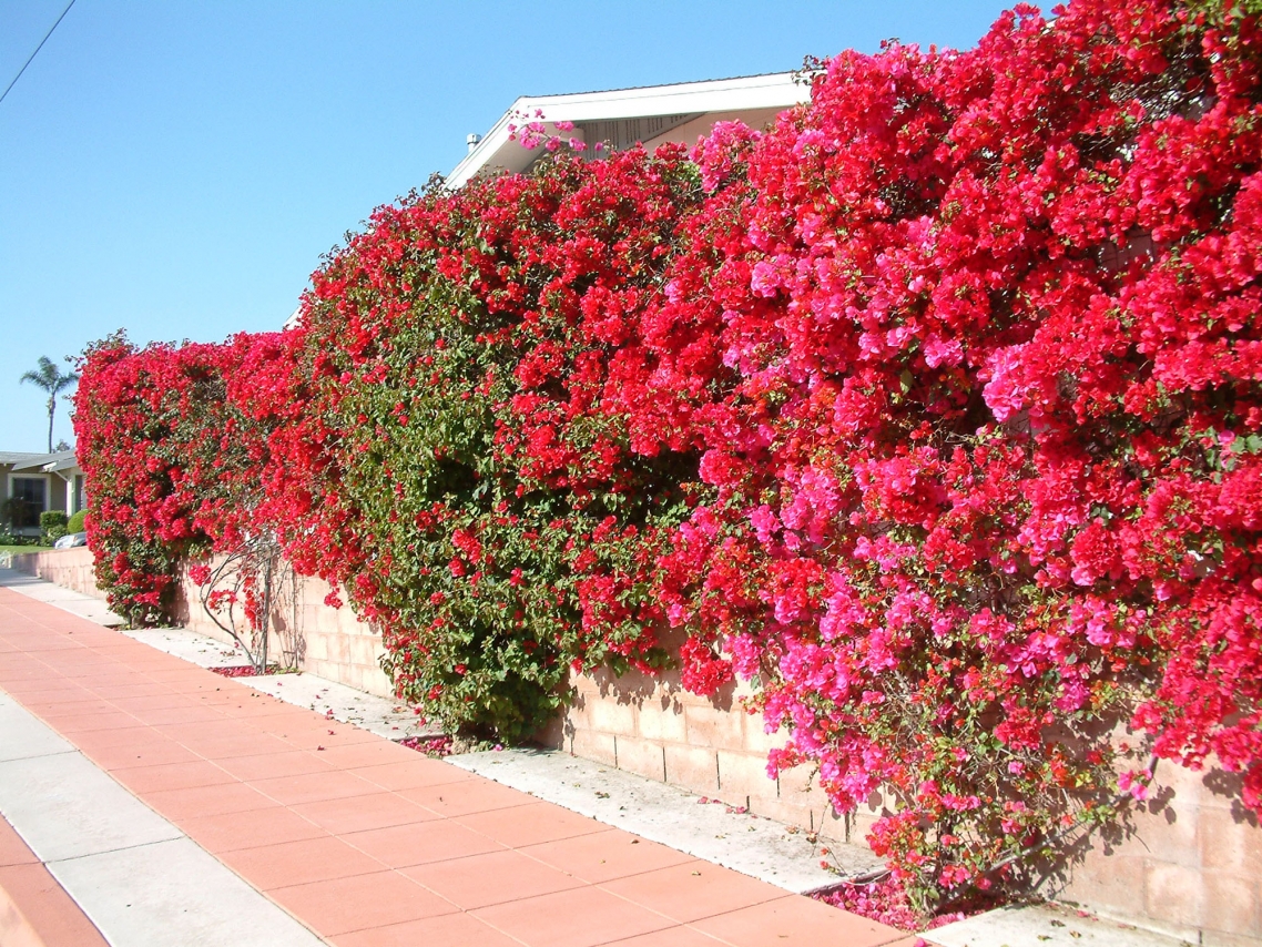 Bougainvillea Bougainvillea