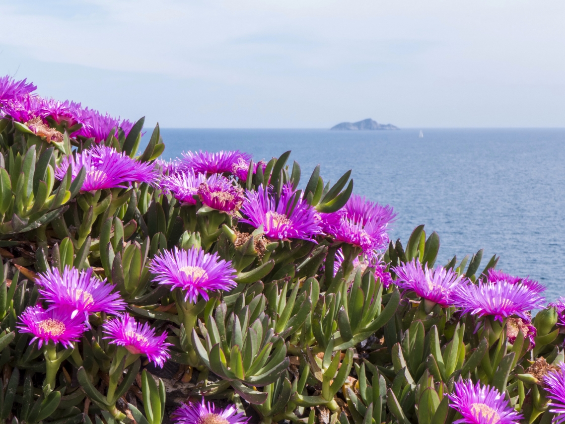 Carpobrotus edulis Carpobrotus edulis