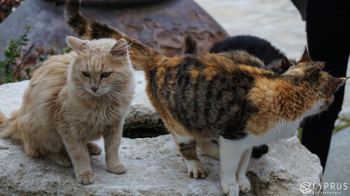 The Guide to the Most Remarkable Zoo Parks in Cyprus