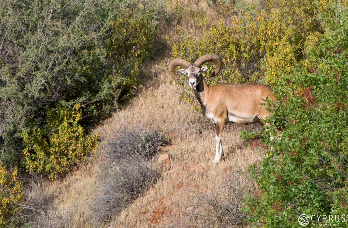Wild mouflon Wild mouflon, Cyprus
