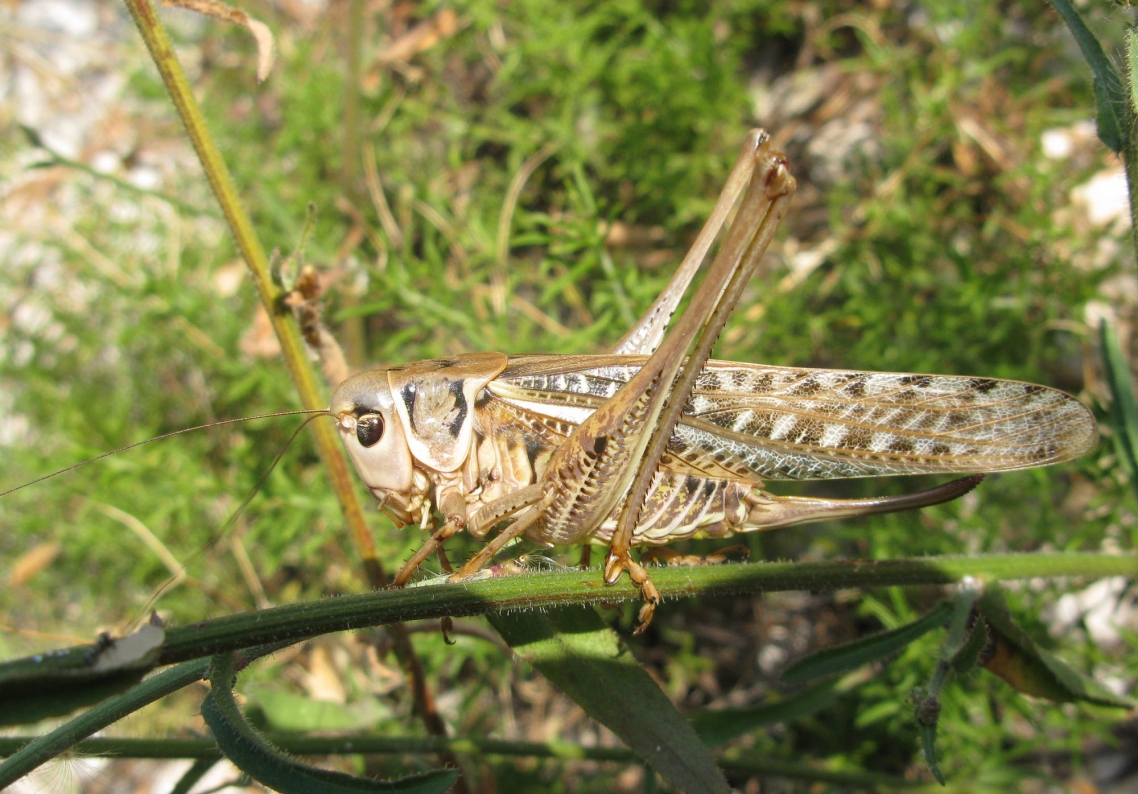 Decticus albifrons Decticus albifrons