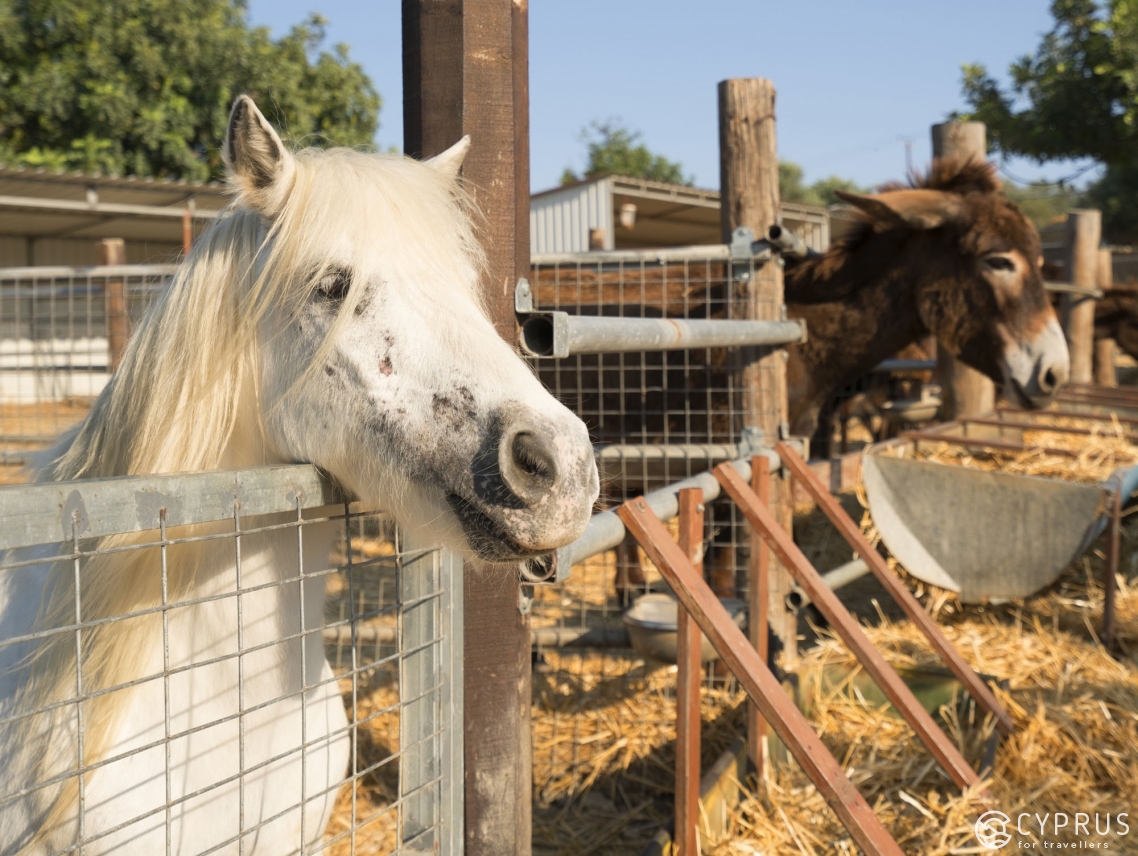 The Guide to the Most Remarkable Zoo Parks in Cyprus