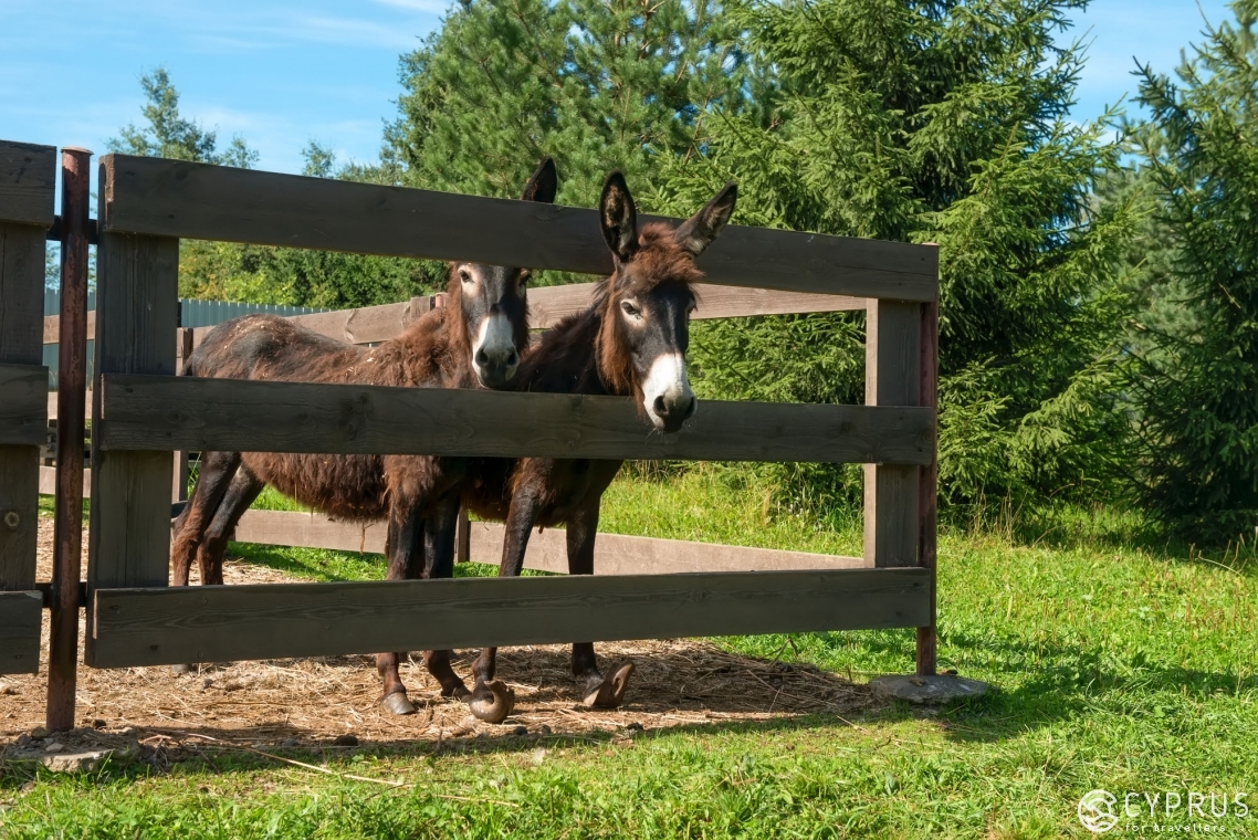 The Guide to the Most Remarkable Zoo Parks in Cyprus