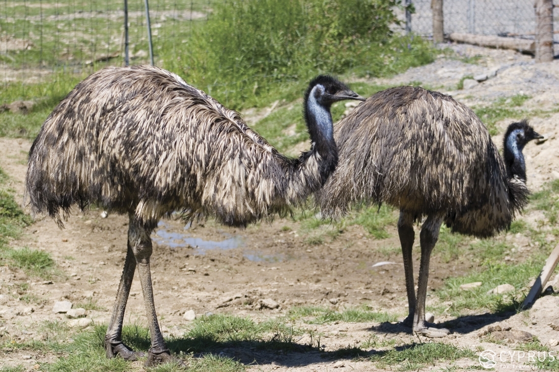 The Guide to the Most Remarkable Zoo Parks in Cyprus