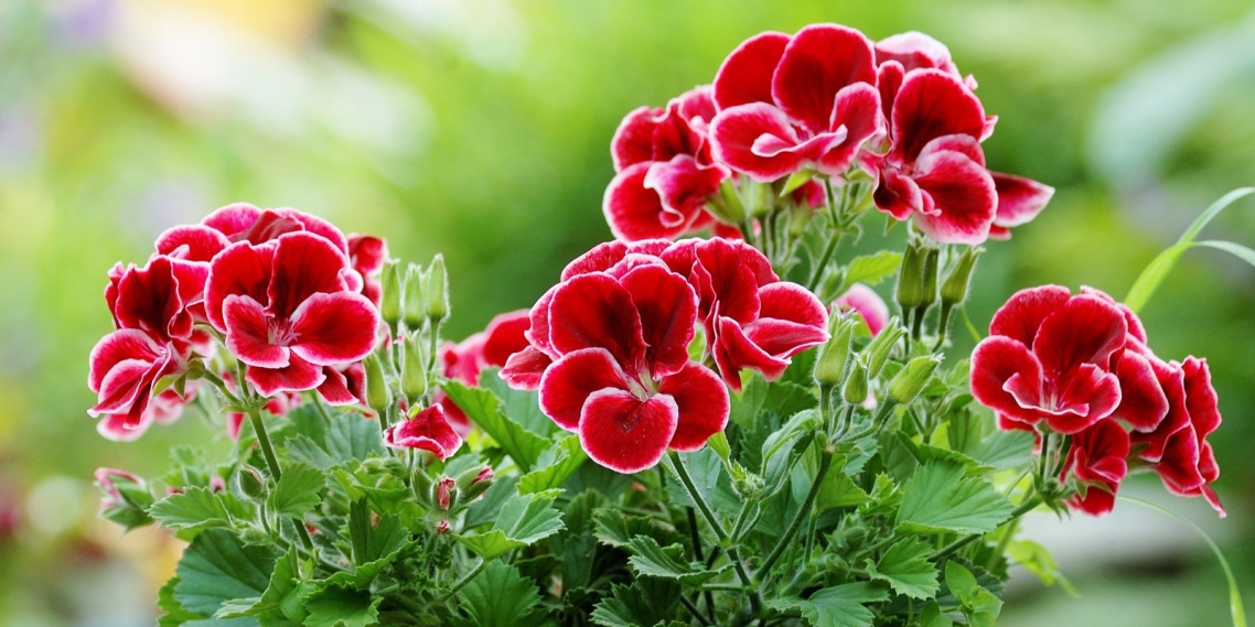 Geranium Geranium