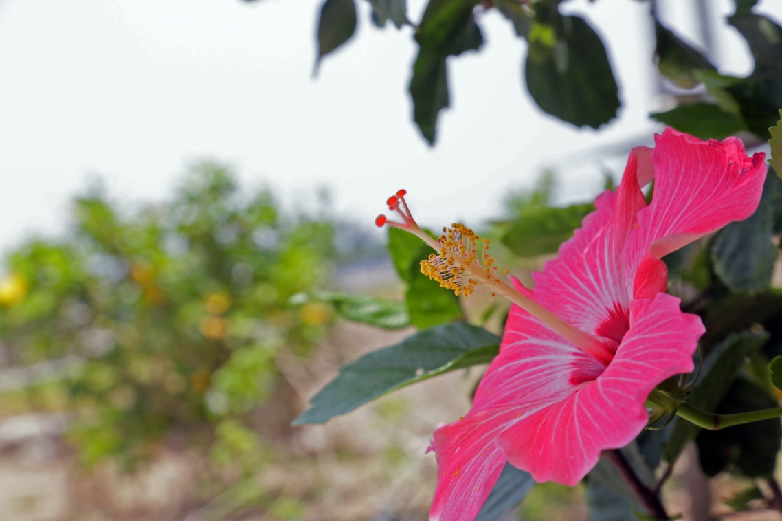 Hibiscuses Hibiscuses