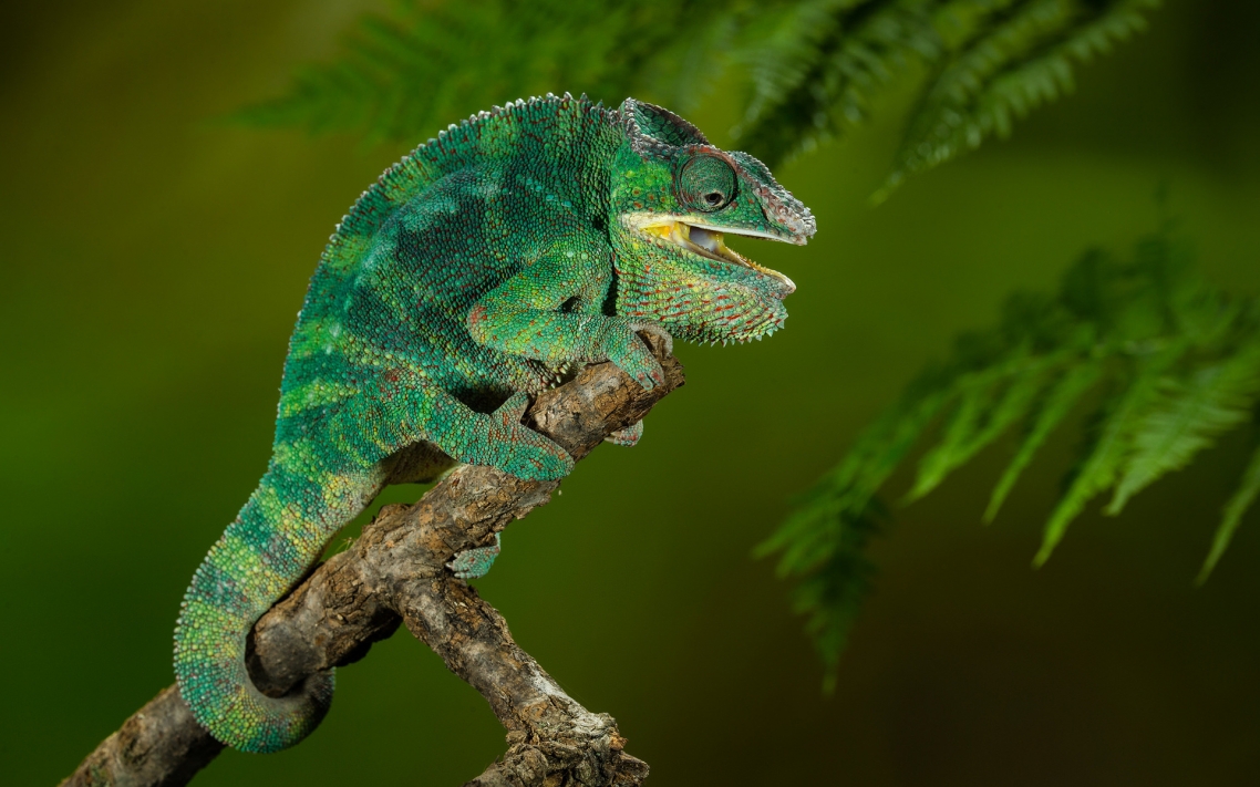 Chameleon Chameleon