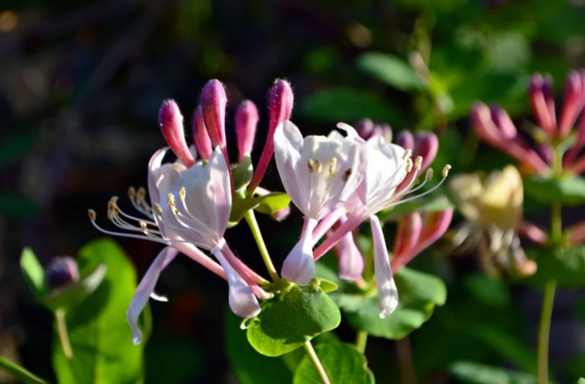Жимолость (Lonicera) Жимолость (Lonicera)