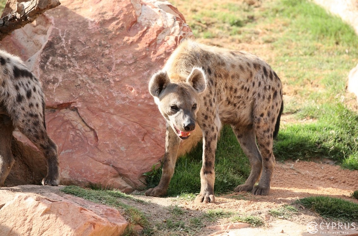 The Guide to the Most Remarkable Zoo Parks in Cyprus