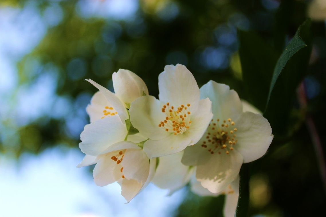 Jasmine Jasmine