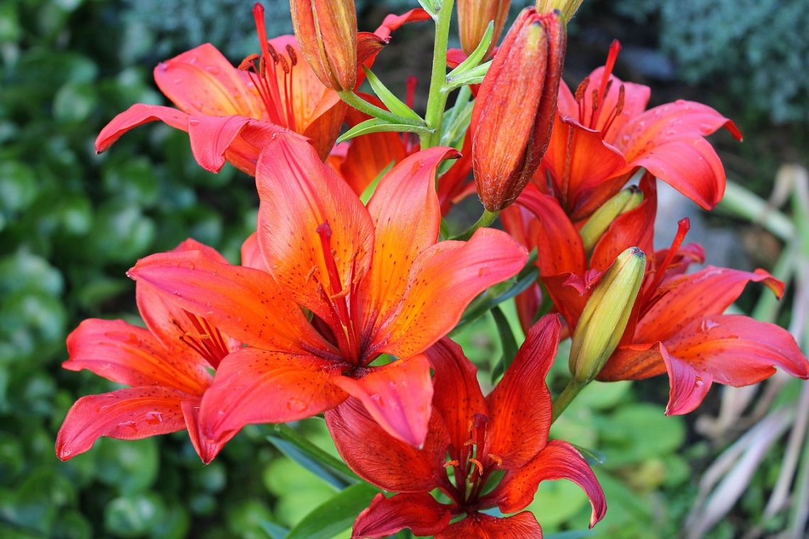 Asiatic lilies Asiatic lilies