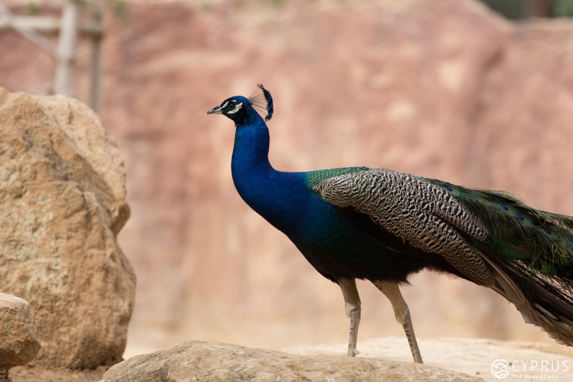 The Guide to the Most Remarkable Zoo Parks in Cyprus