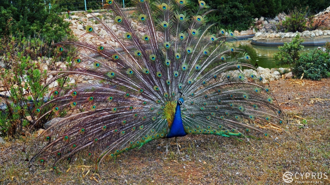 The Guide to the Most Remarkable Zoo Parks in Cyprus