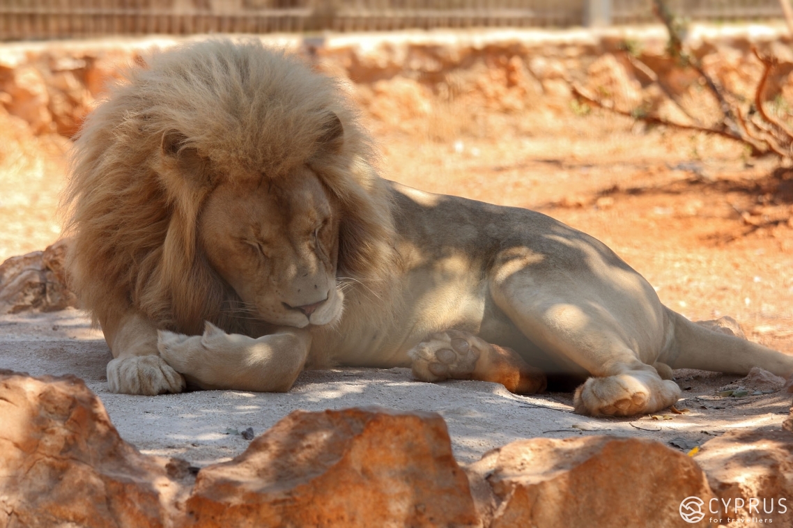 The Guide to the Most Remarkable Zoo Parks in Cyprus