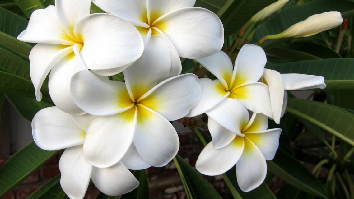 Plumeria Plumeria