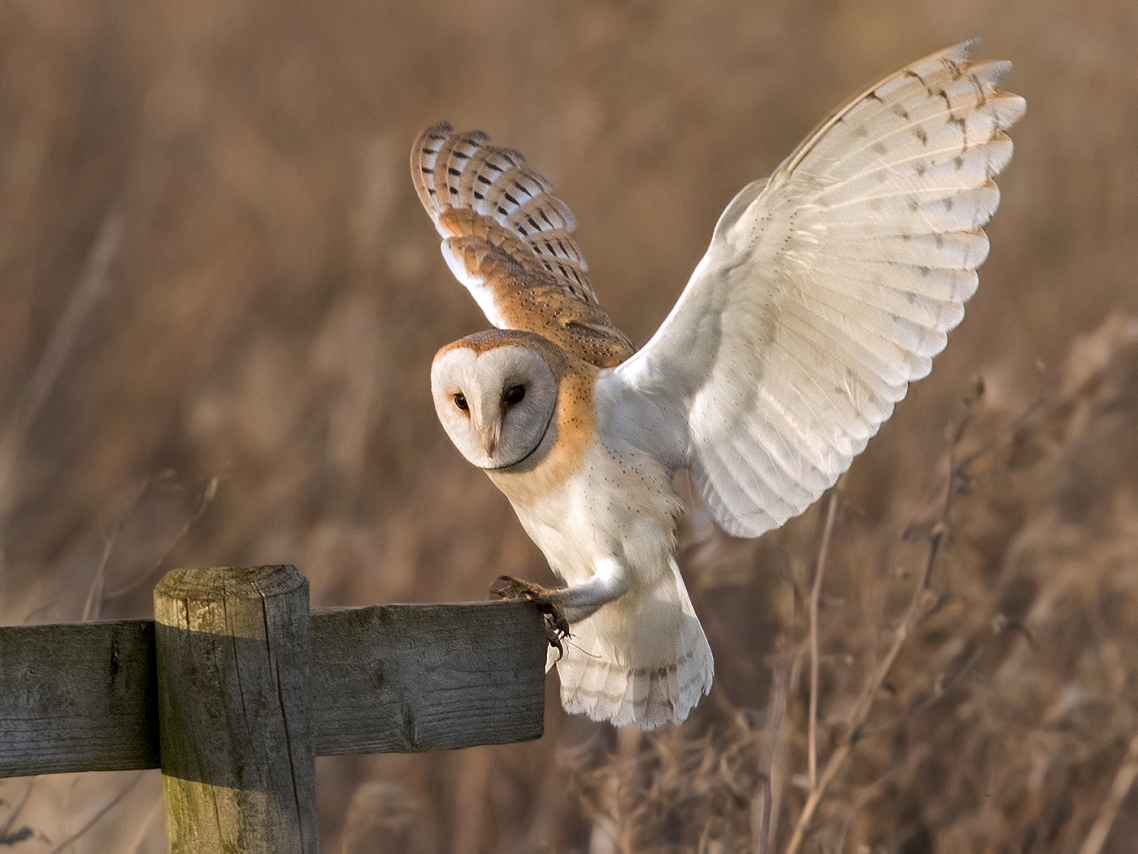 Barn owl Barn owl