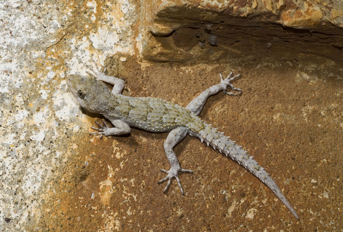 Kotshy’s gecko Kotshy’s gecko