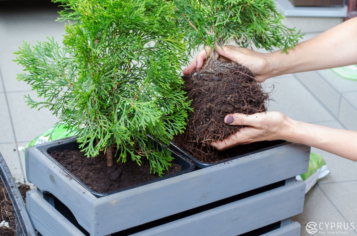 Tiny Balcony Garden Diy