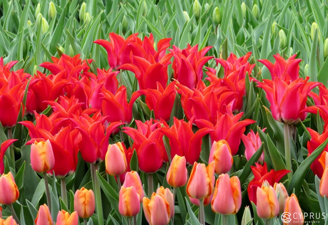 Tulipa Cypria Tulipa Cypria